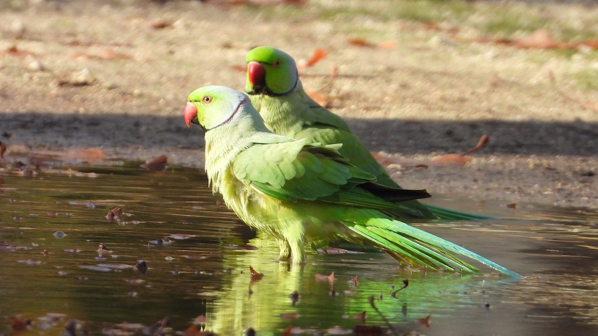 Rose-ringed Parakeet - ML646748750