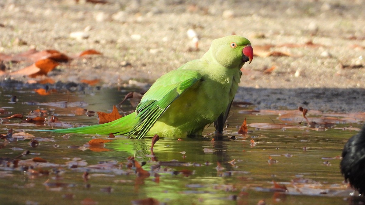 Rose-ringed Parakeet - ML646748751
