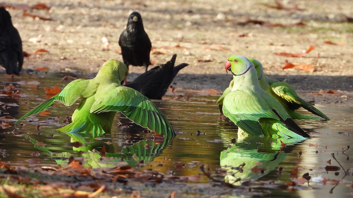 Rose-ringed Parakeet - ML646748752