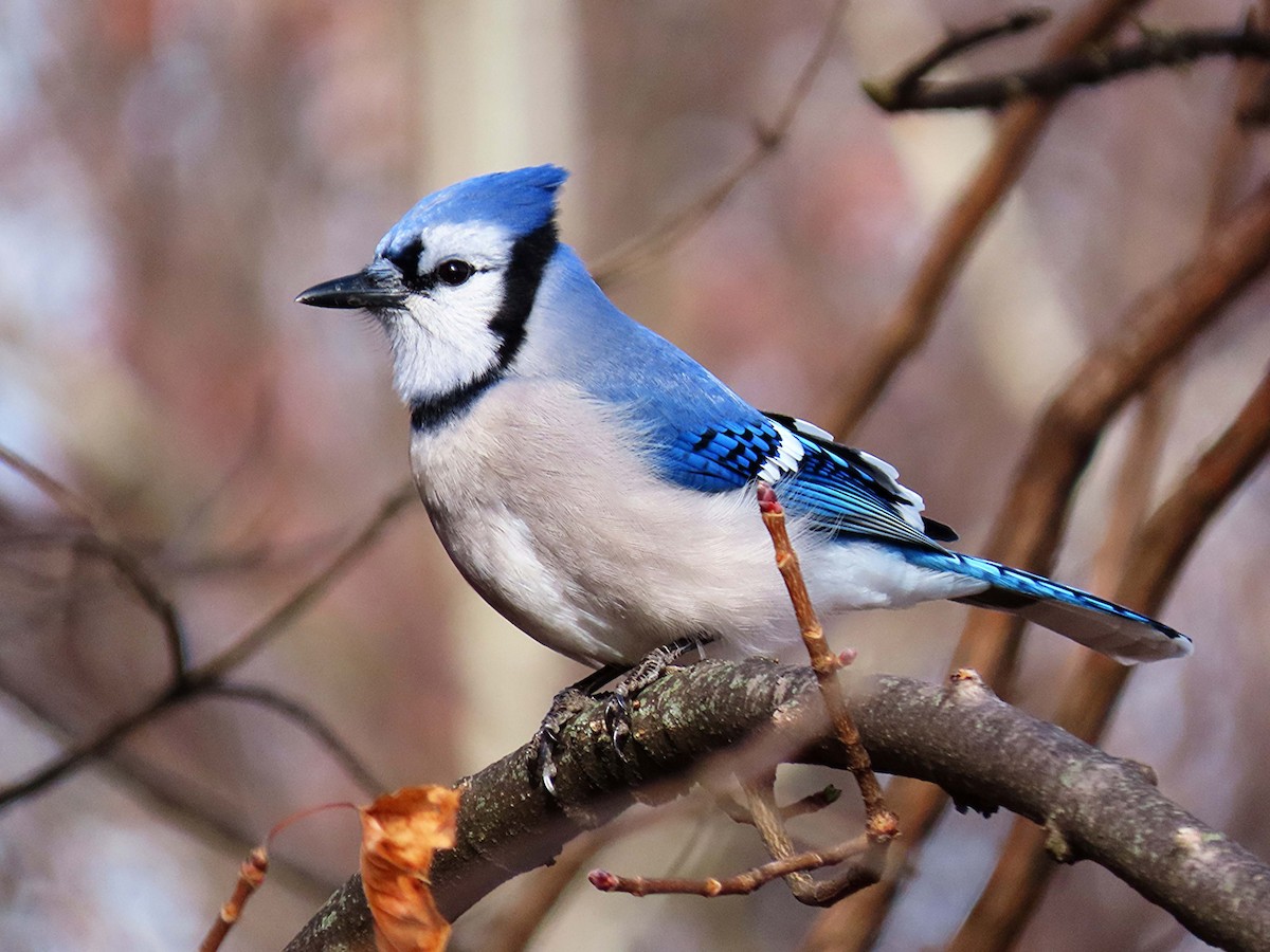 sojka chocholatá - ML646748754