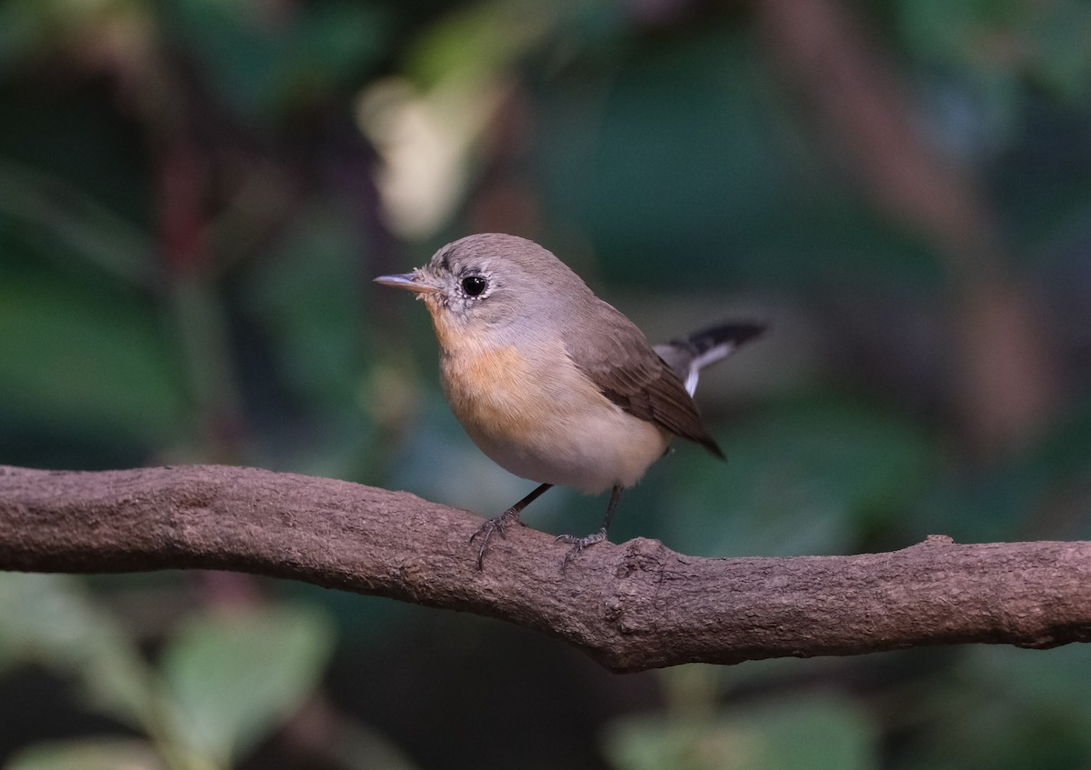 Red-breasted Flycatcher - ML646748755