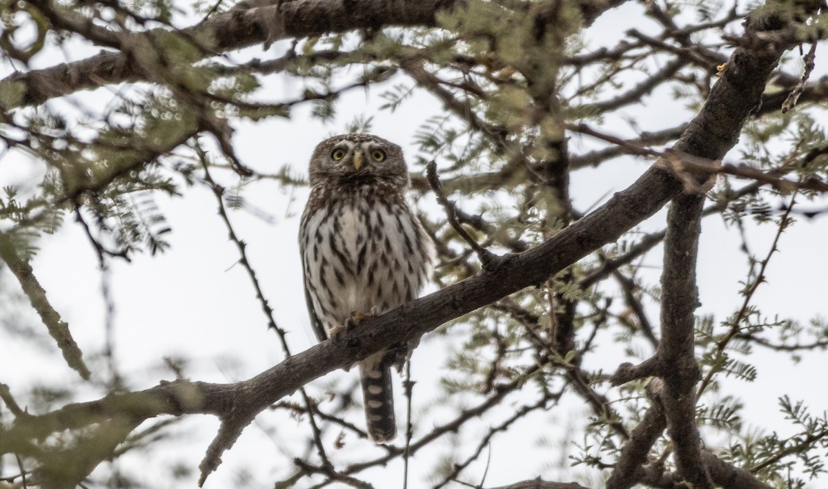 Pearl-spotted Owlet - ML646748756