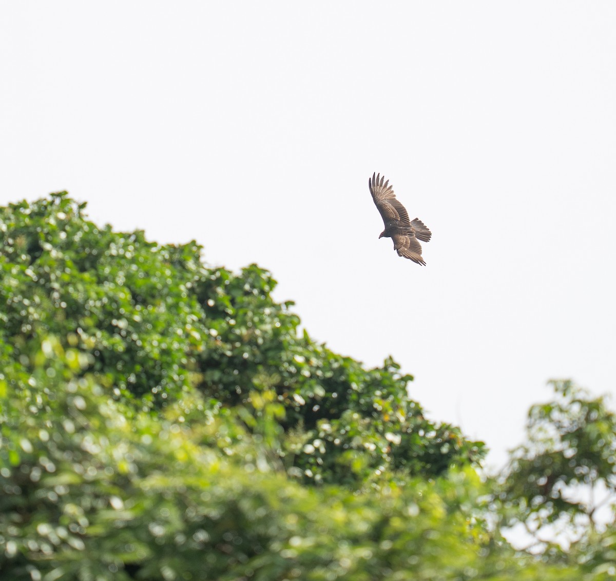 Turkey Vulture - ML646748757