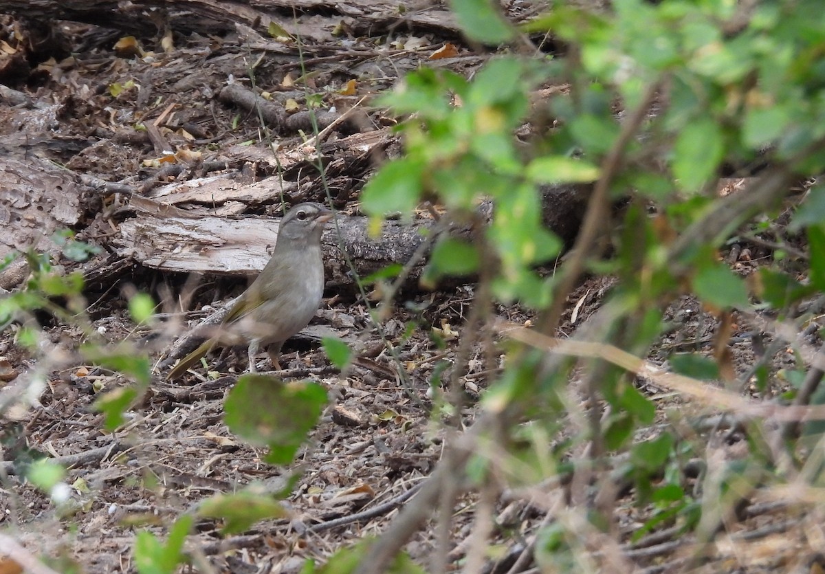 Olive Sparrow - ML646748758