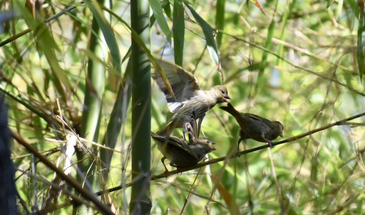 Serín Verdecillo - ML646748762