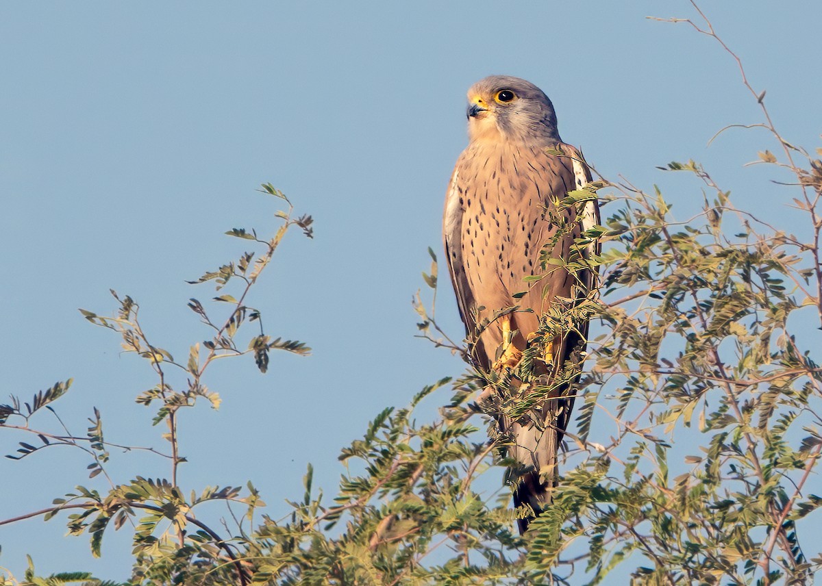 ヒメチョウゲンボウ - ML646748763
