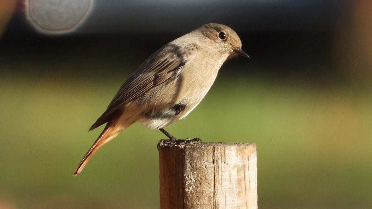 Black Redstart - ML646748764