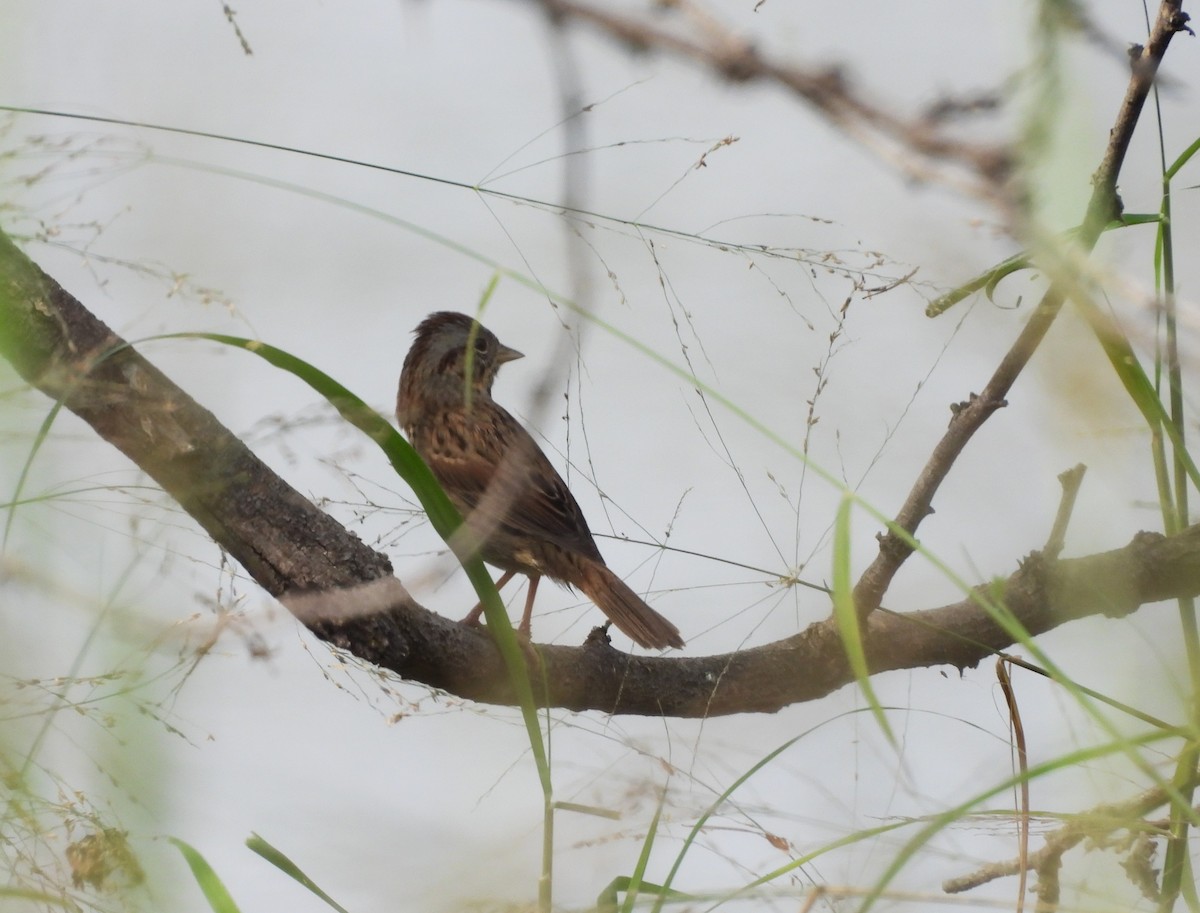 strnadec pruhohlavý - ML646748765