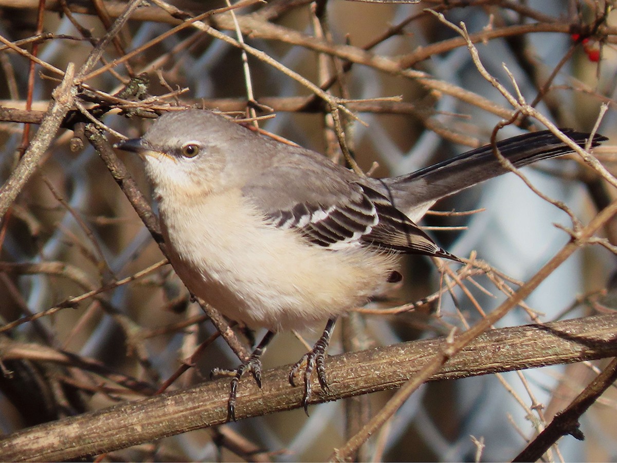 drozdec mnohohlasý - ML646748766