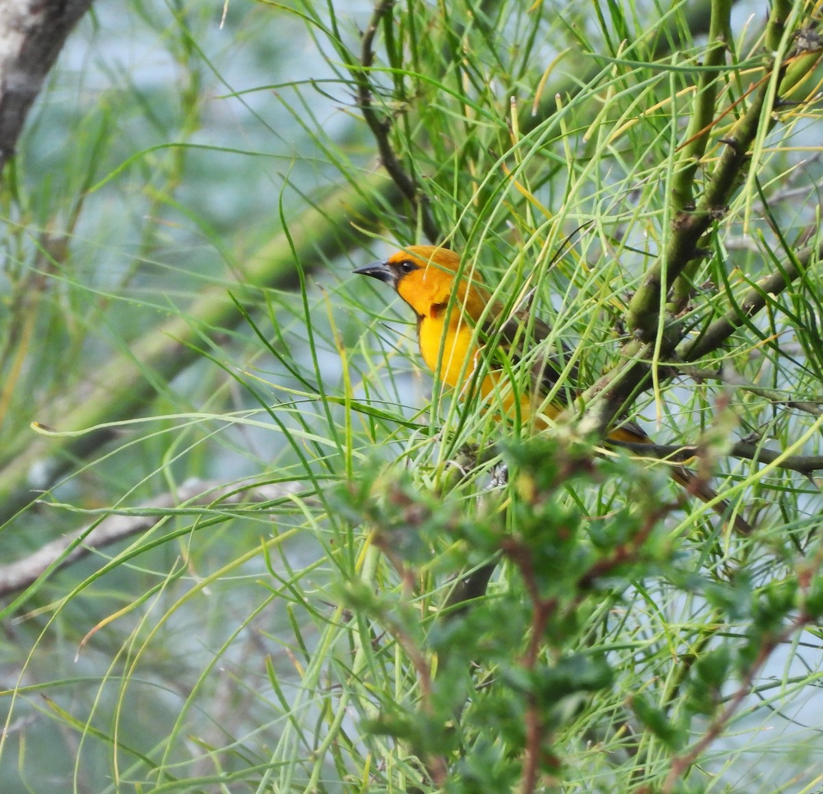 Altamira Oriole - ML646748768