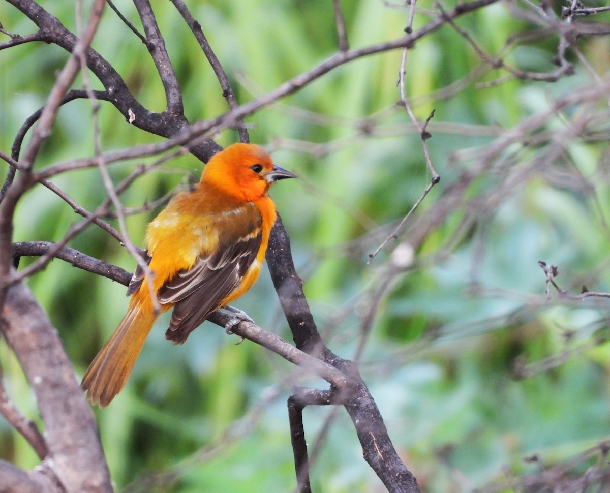 Altamira Oriole - ML646748769