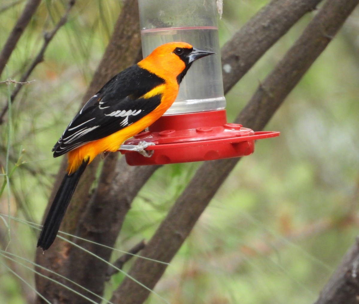 Altamira Oriole - ML646748770