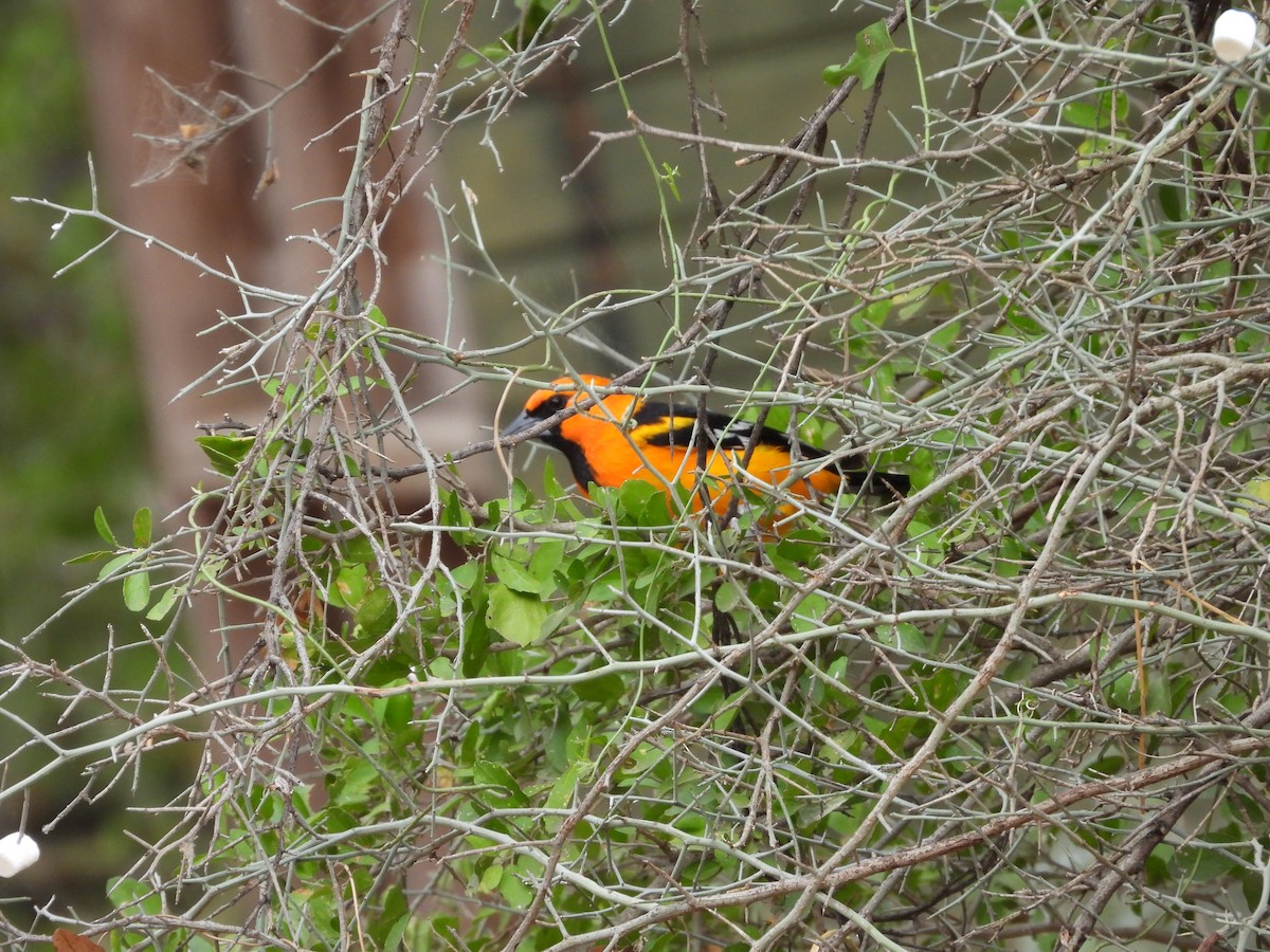 Altamira Oriole - ML646748771
