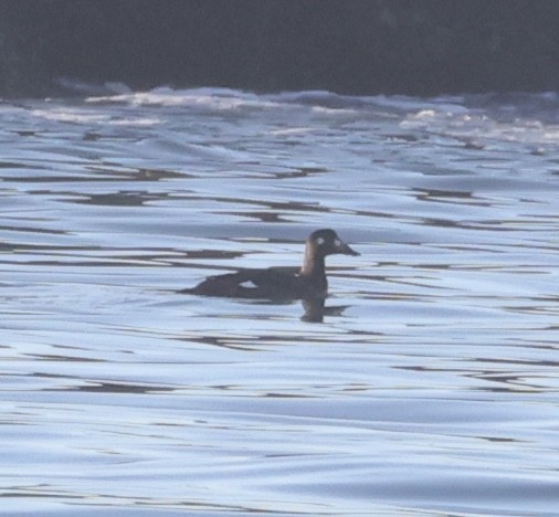 White-winged Scoter - ML646748773