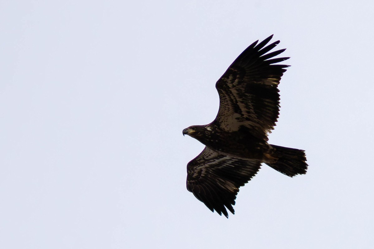 Белоголовый орлан - ML646748775