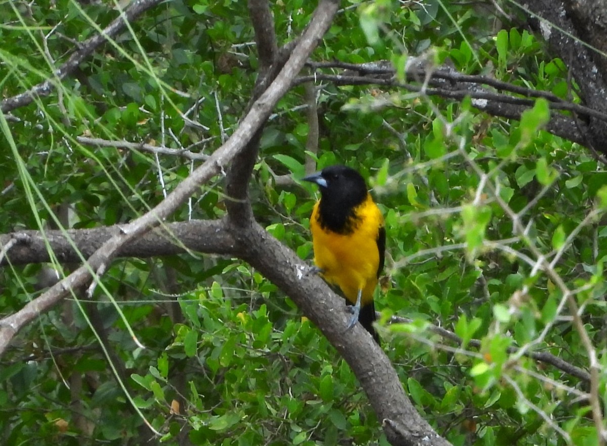 Audubon's Oriole - ML646748777