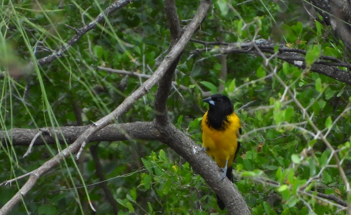 Audubon's Oriole - ML646748778