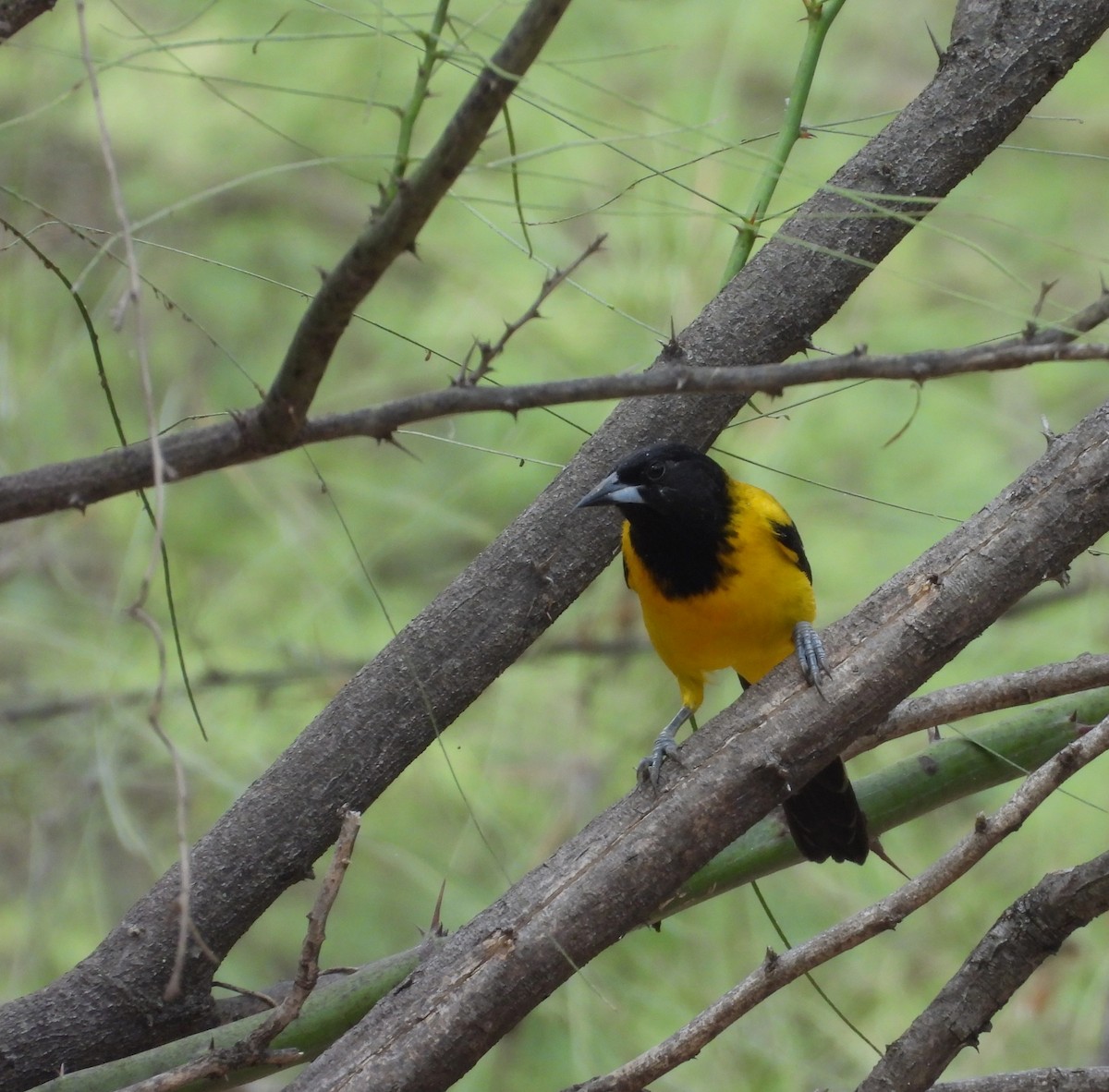 Audubon's Oriole - ML646748779