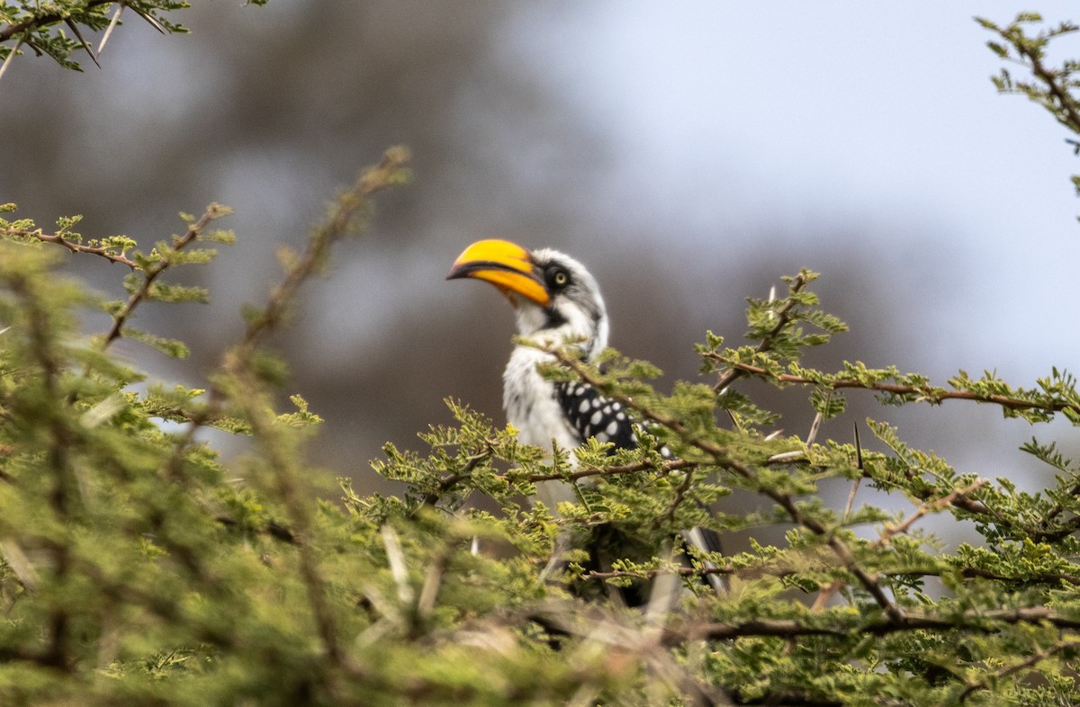 Eastern Yellow-billed Hornbill - ML646748780