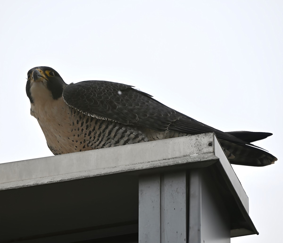 Halcón Peregrino - ML646748781