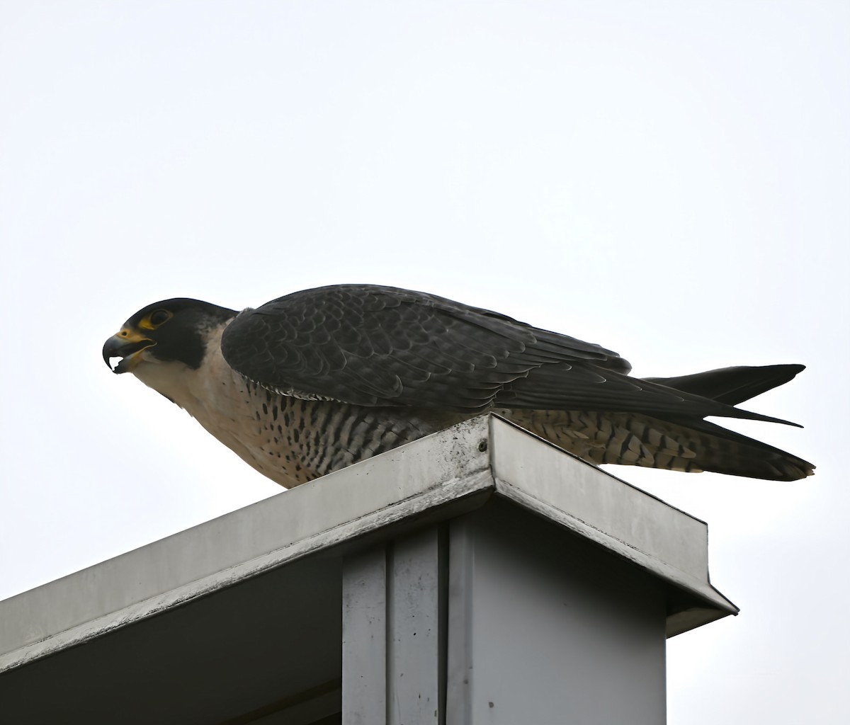 Halcón Peregrino - ML646748782