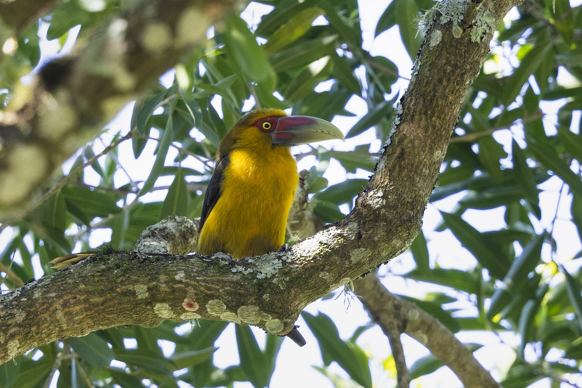 Saffron Toucanet - ML646748783