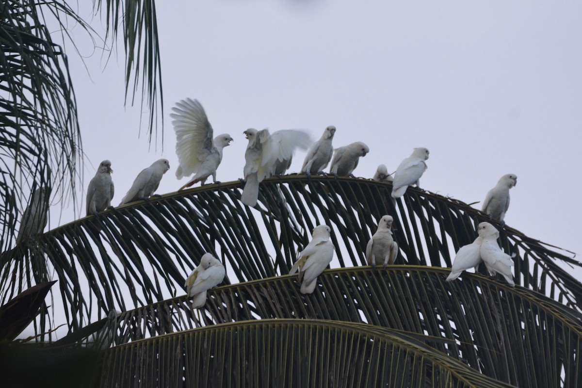 Philippine Cockatoo - ML646748784