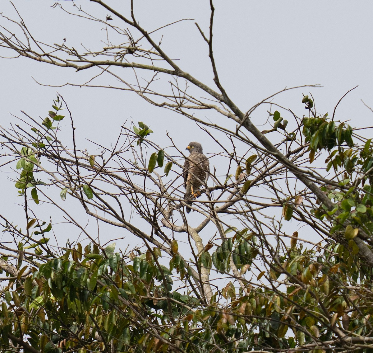 Roadside Hawk - ML646748785