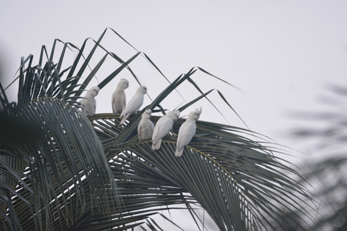 Philippine Cockatoo - ML646748786