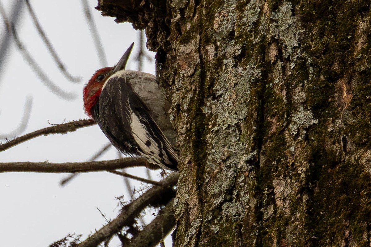 Carpintero Cabecirrojo - ML646748787