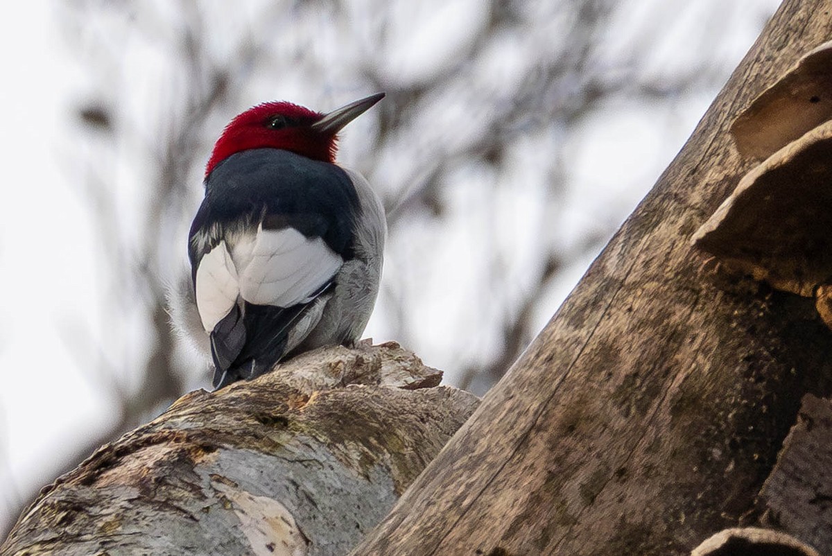 Carpintero Cabecirrojo - ML646748788