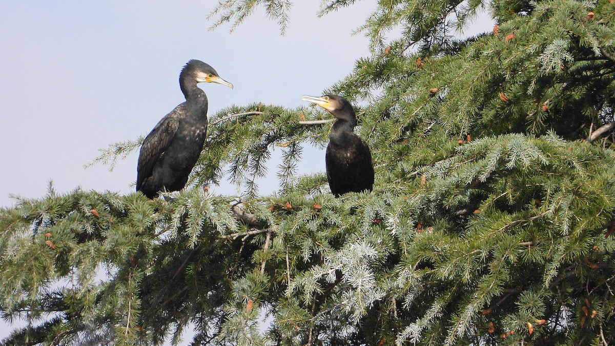Great Cormorant - ML646748790
