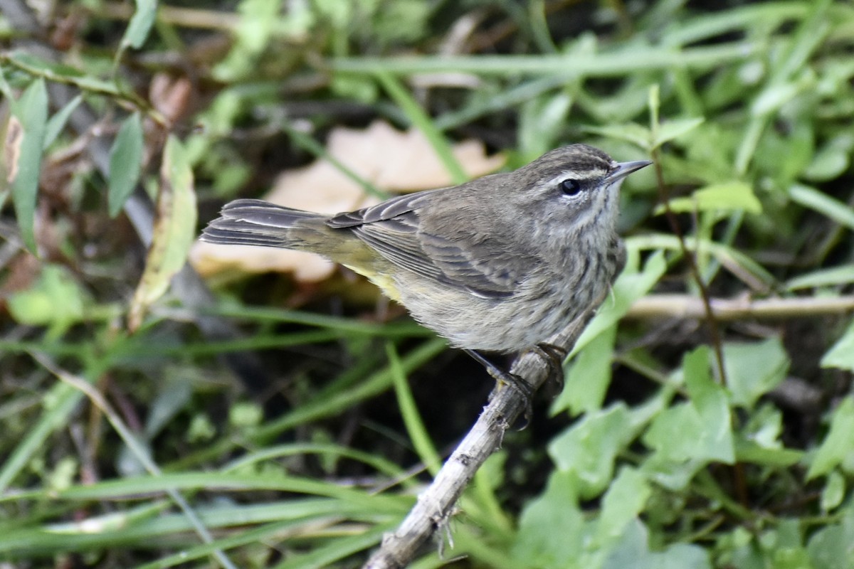 Reinita Palmera - ML646748791