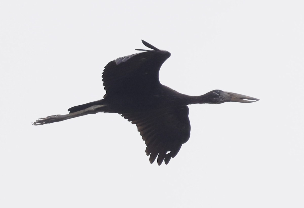 African Openbill - ML646748794