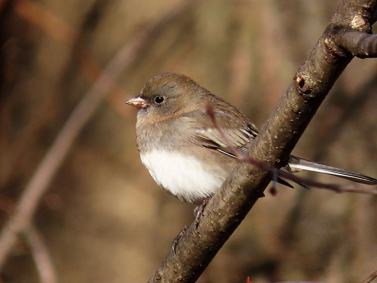 strnadec zimní - ML646748795