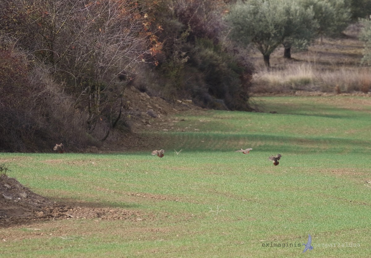 Red-legged Partridge - ML646748796