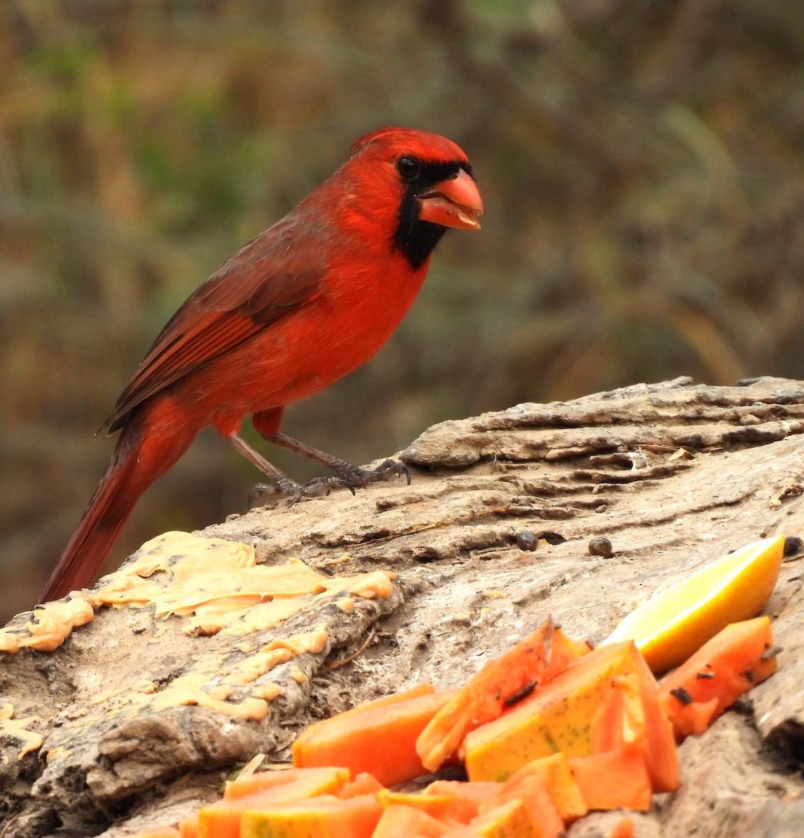 Northern Cardinal - ML646748797