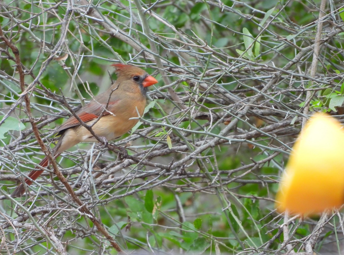 Northern Cardinal - ML646748798