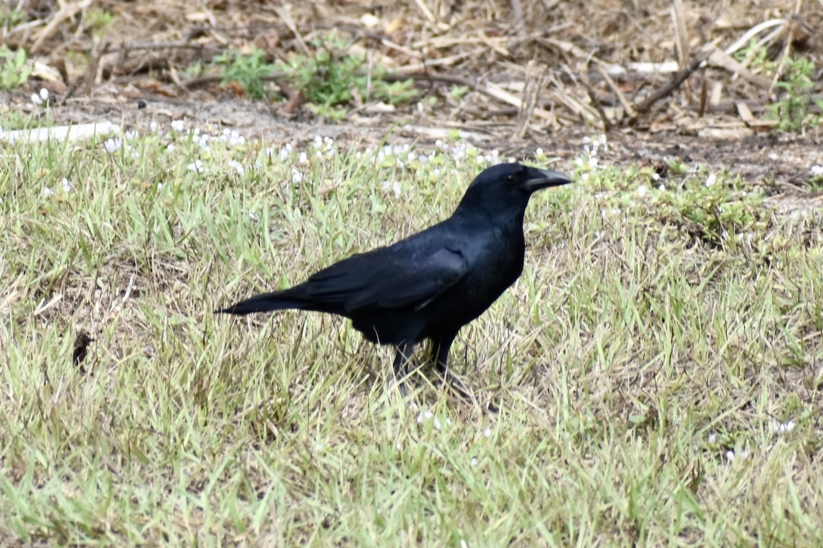 Cuervo Pescador - ML646748799
