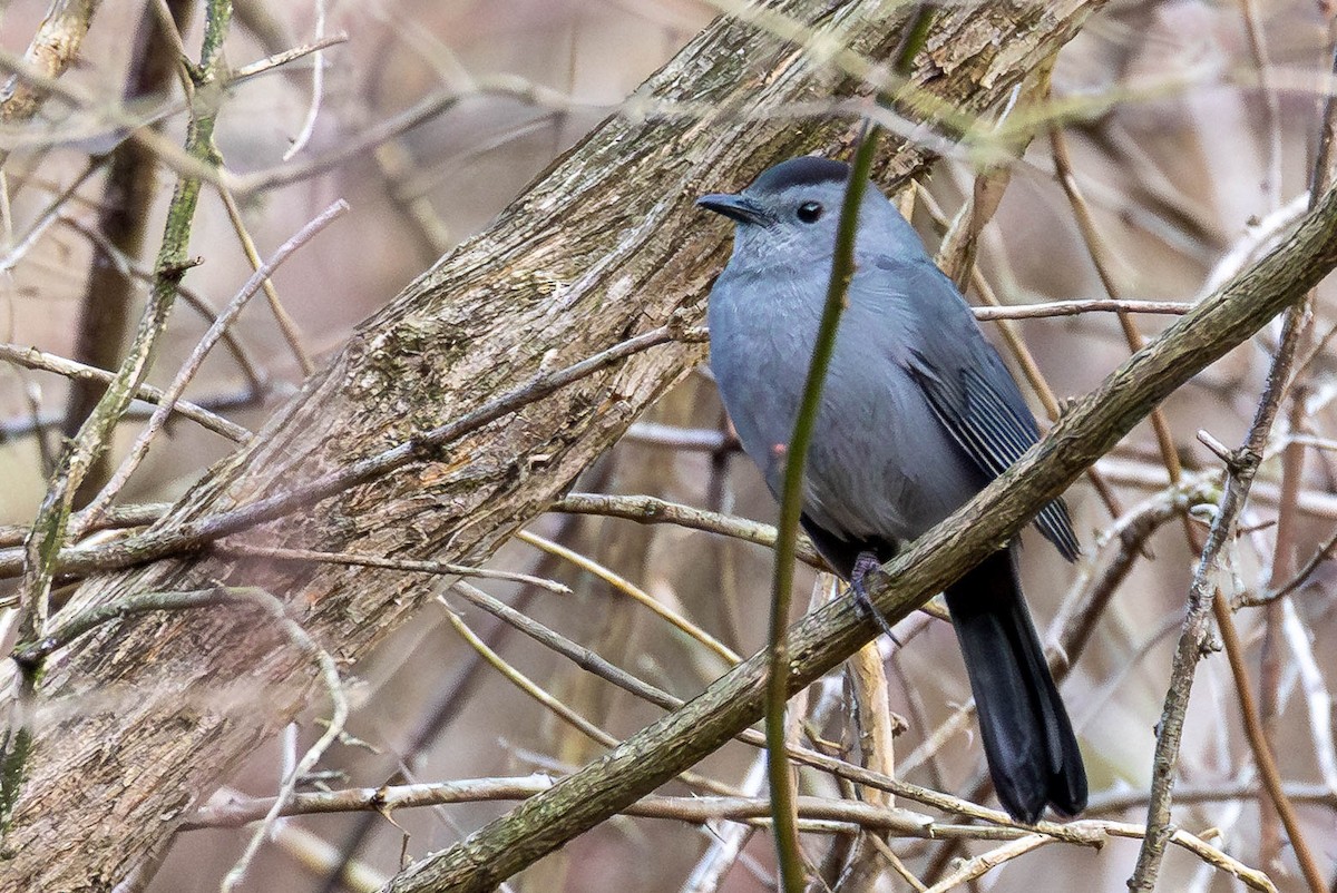 Кошачий пересмешник - ML646748800
