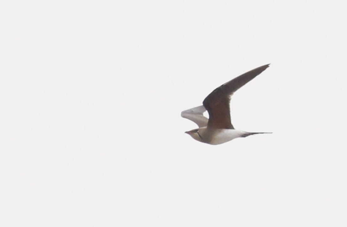 Collared Pratincole - ML646748801