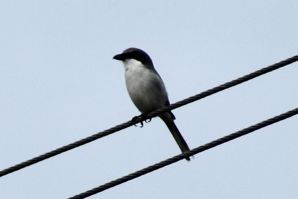 Loggerhead Shrike - ML646748802
