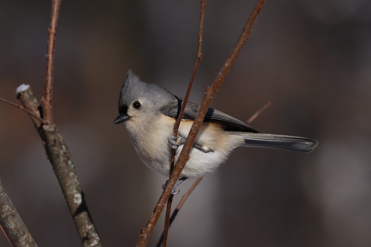 Tufted Titmouse - ML646748803