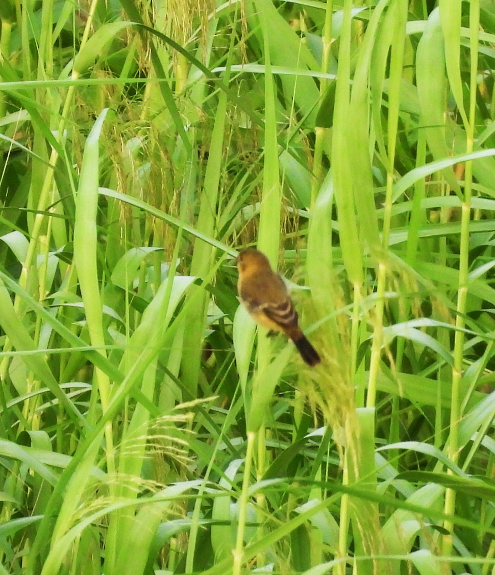 Morelet's Seedeater - ML646748805