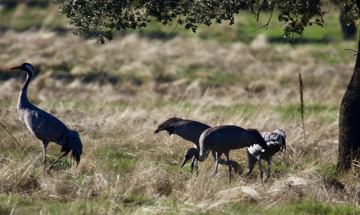 灰鶴 - ML646748806