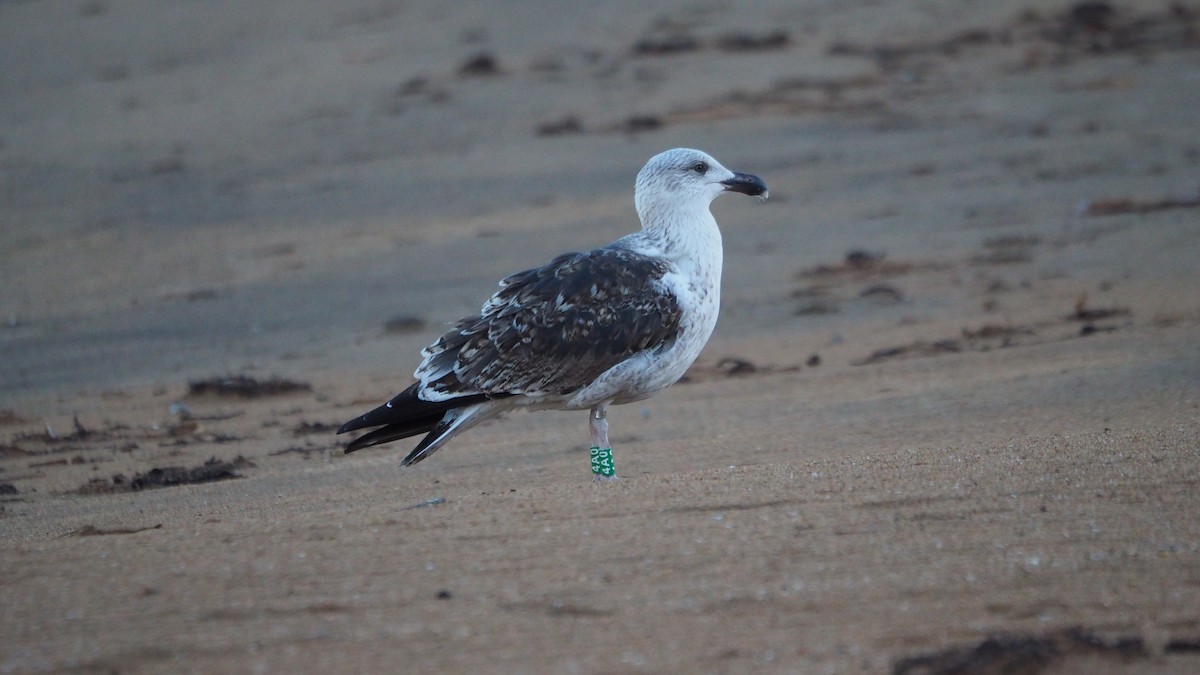 שחף ימי - ML646748807