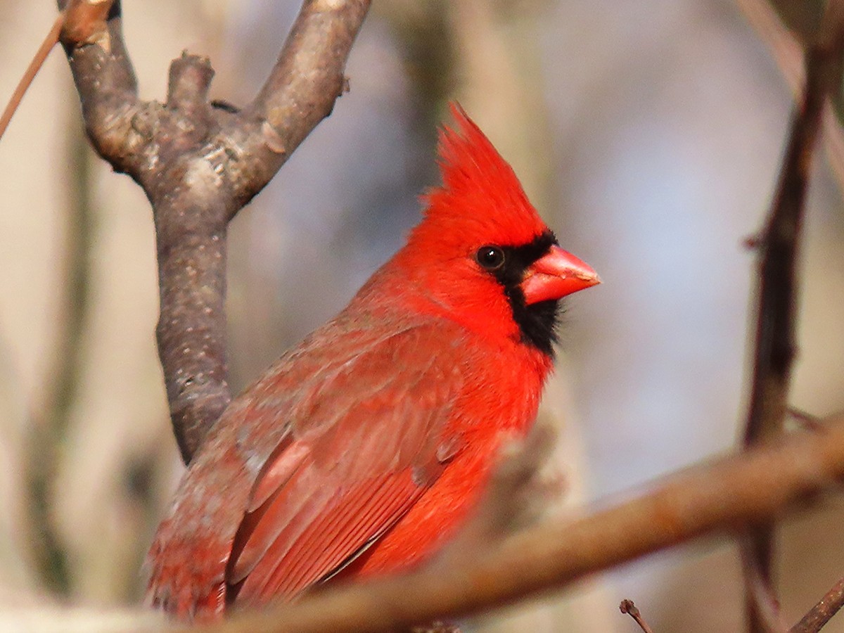 kardinál červený - ML646748809