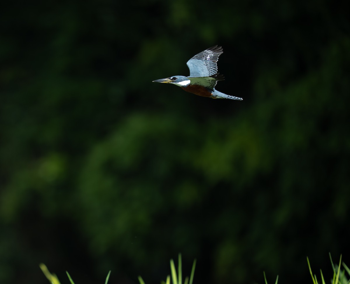 Ringed Kingfisher - ML646748810