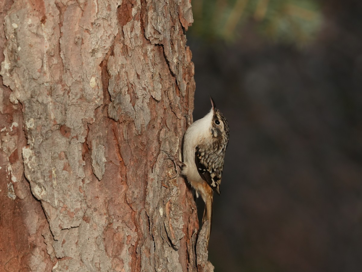 Agateador Americano - ML646748811