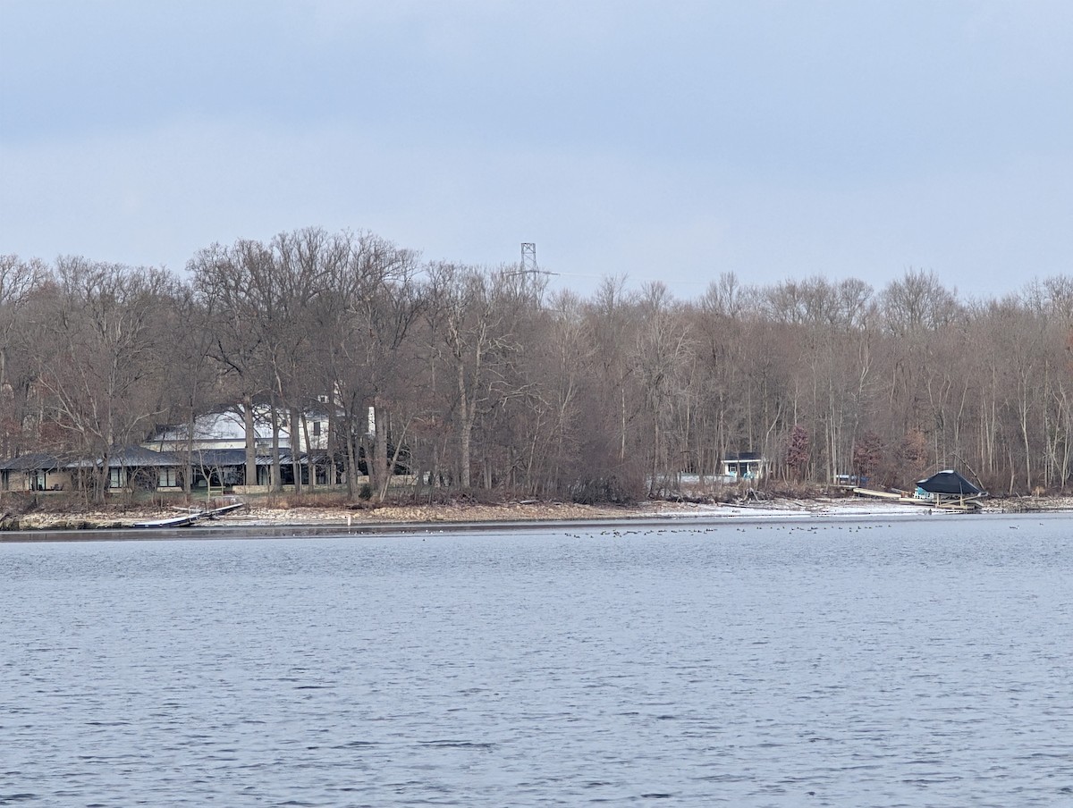 オウギアイサ - ML646748815